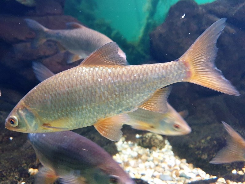 Плотва обыкновенная (rutilus rutilus)