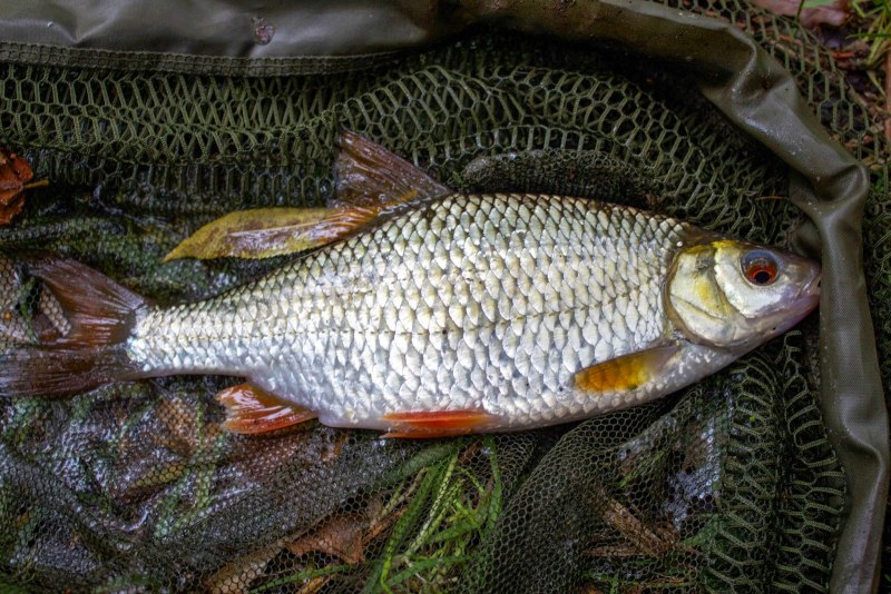 Язь Leuciscus idus