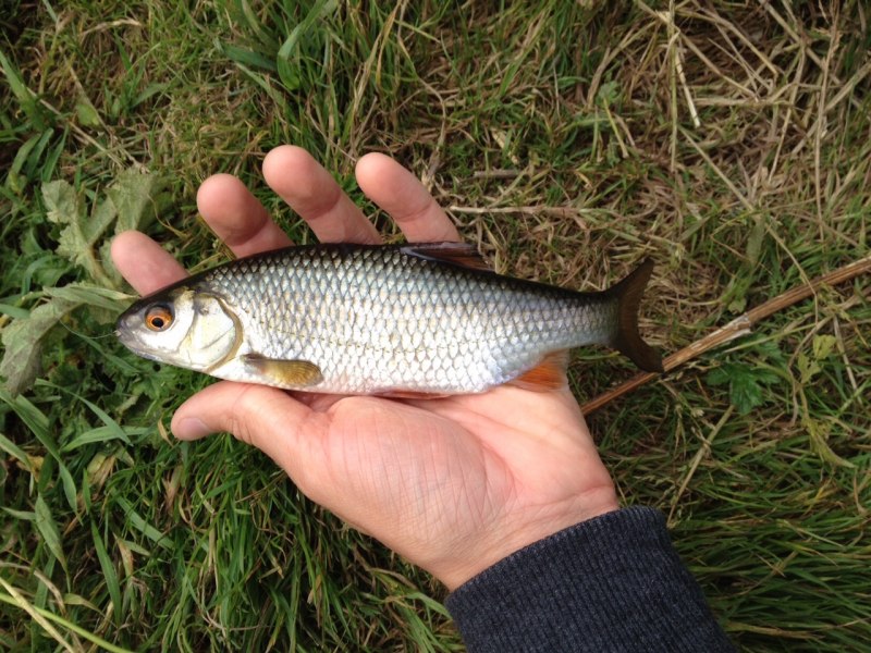 Плотва rutilus rutilus