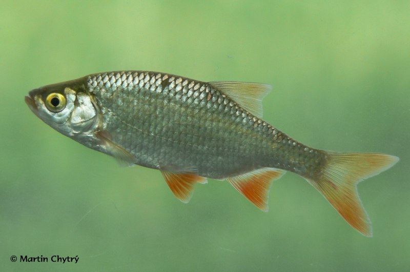 Плотва обыкновенная (rutilus rutilus)