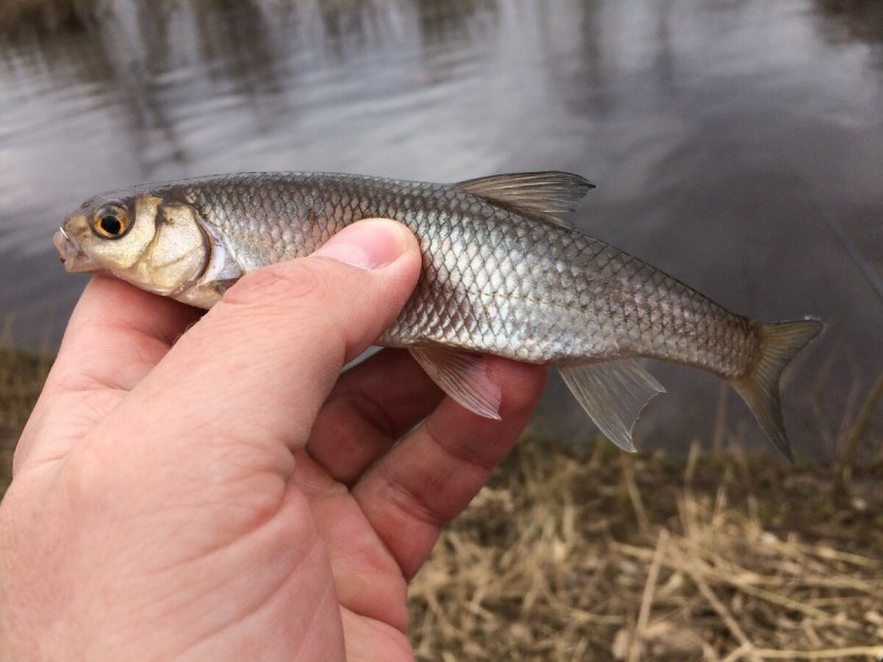 Плотва обыкновенная (rutilus rutilus)