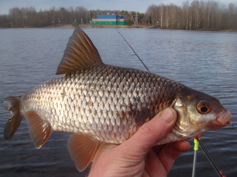 Rutilus rutilus