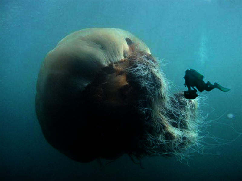 Полярная медуза (65 фото)