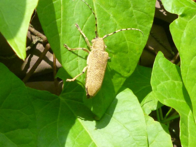 Dorcadion tauricum