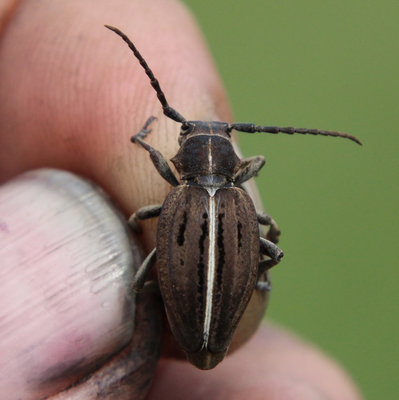 Dorcadion holosericeum holosericeum