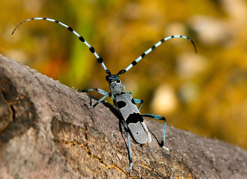 Жук Dorcadion abacumovii