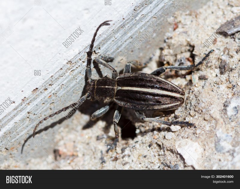 Dorcadion talyshence