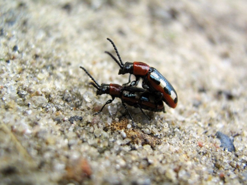 Dorcadion mokrzheckii