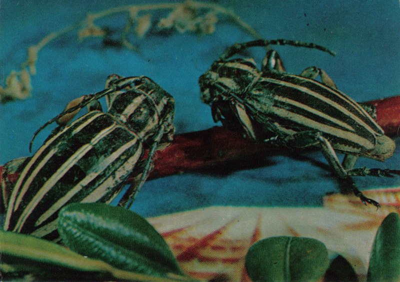 Жук на дороге