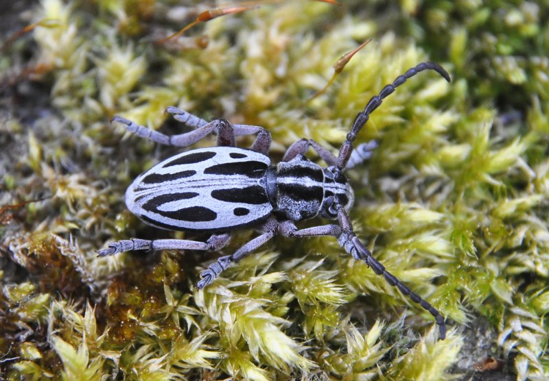 Корнеед Сибирский
