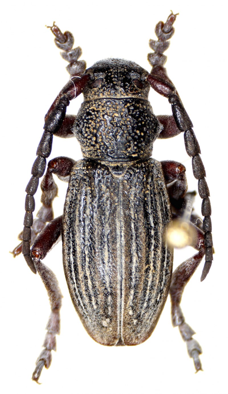 M. fulvum