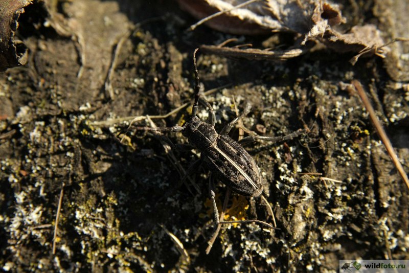 Dorcadion scopolii