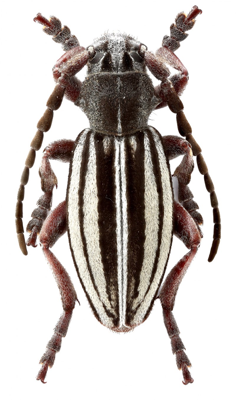 Жук Dorcadion elegans
