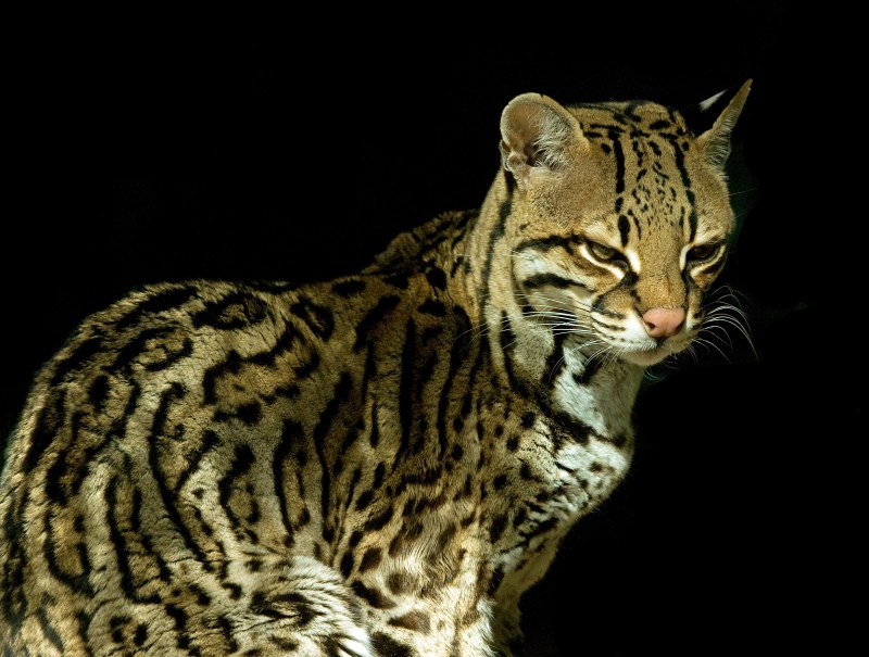 Оцелот кошка