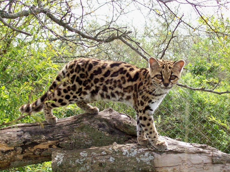Животные Южной Америки Оцелот