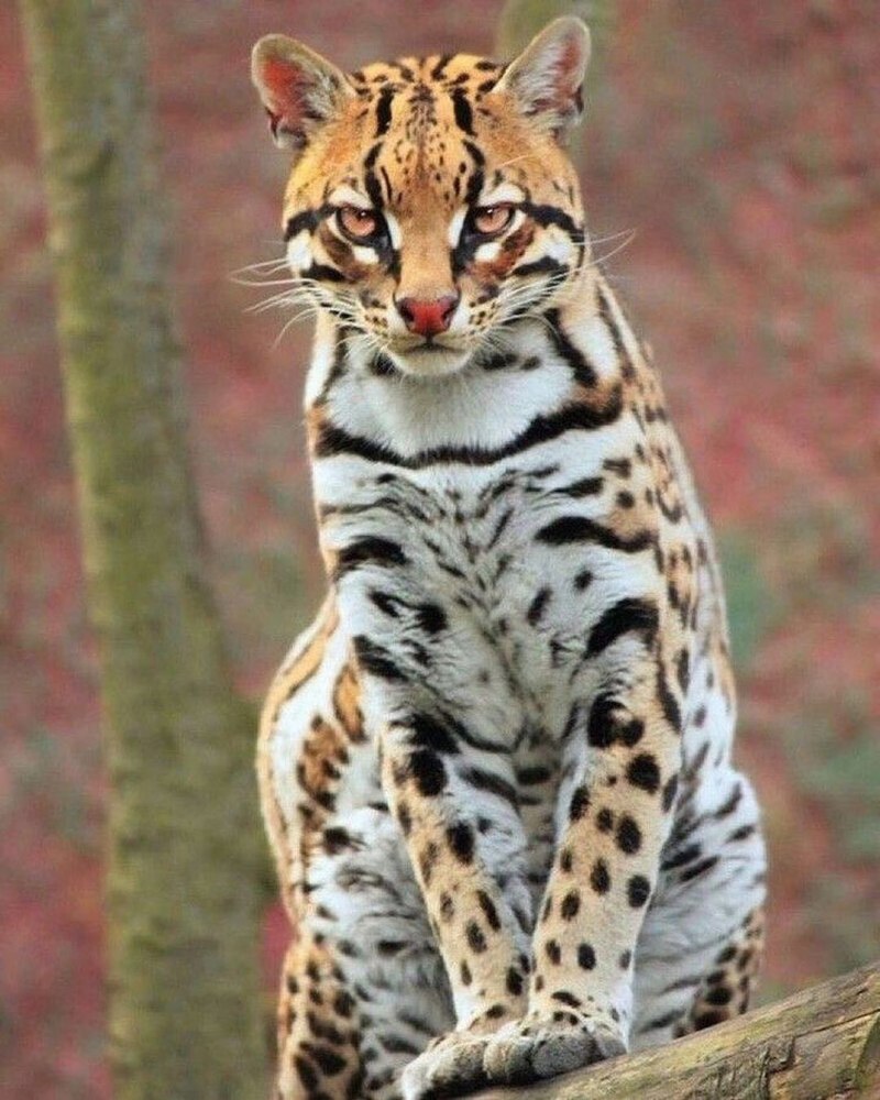 Леопард онцилла