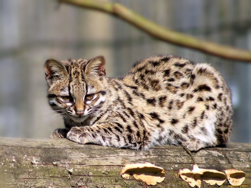 Оцелот (leopardus pardalis)