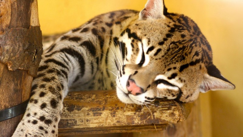 Кот Оцелот