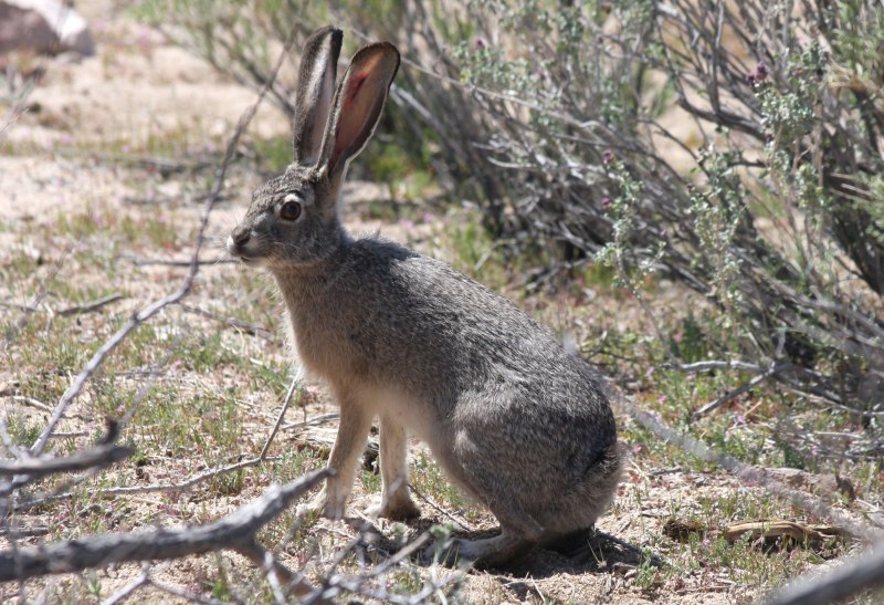 Lepus californicus