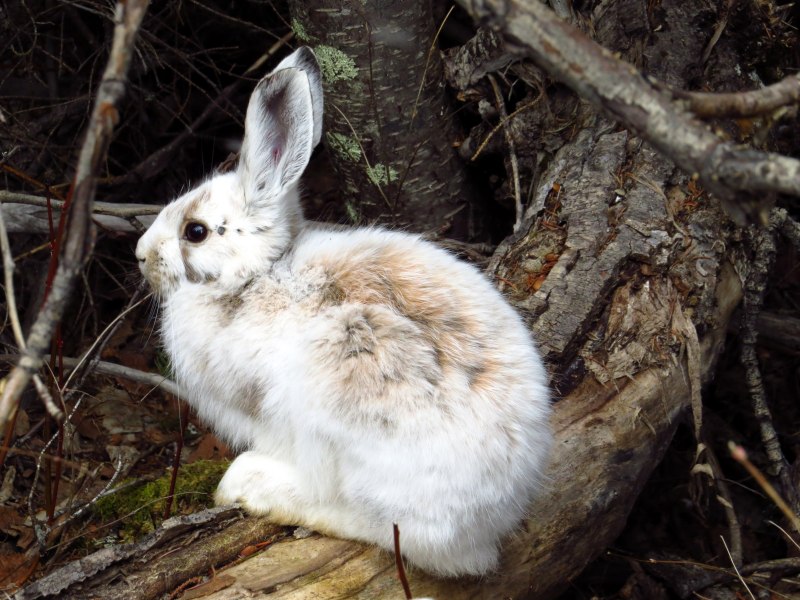 Маньчжурский заяц Lepus mandshuricus
