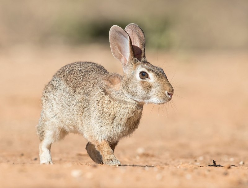 Маньчжурский заяц Lepus mandshuricus
