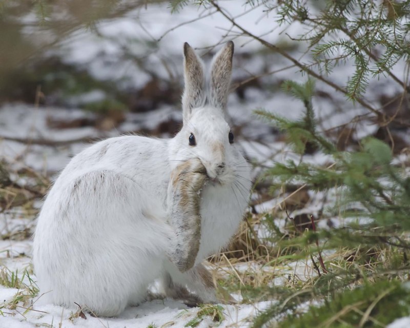 Маньчжурский заяц Lepus mandshuricus