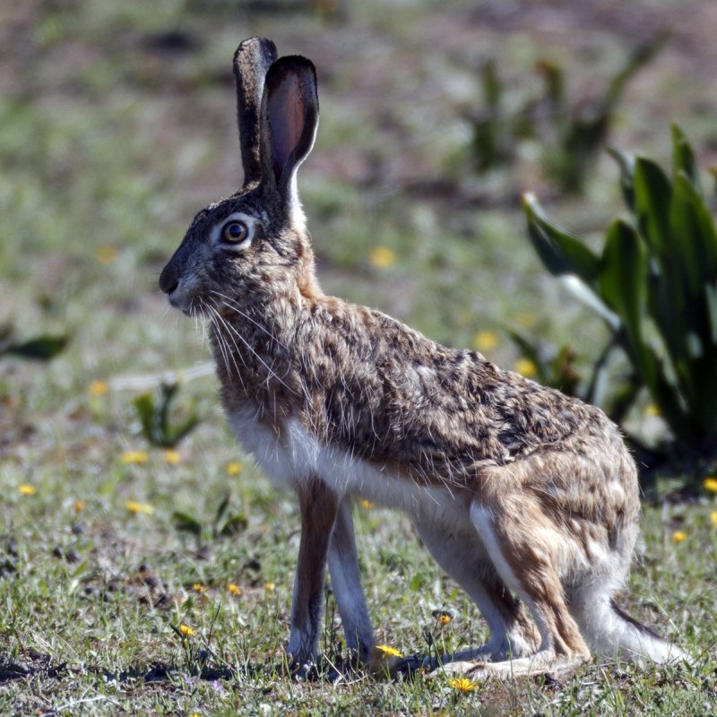 Lepus mandshuricus