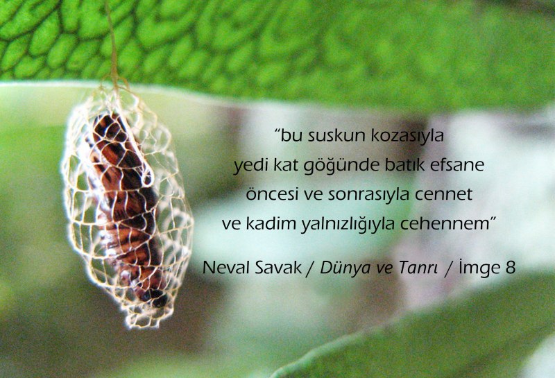 Личинка гусеница куколка бабочка