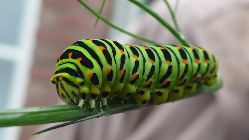 Кокон Urodidae мотылек