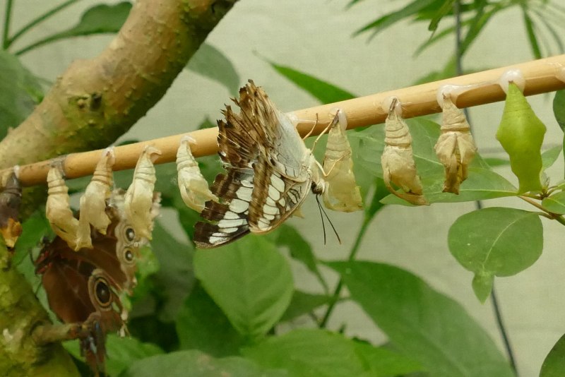 Куколка бабочки idea leuconoe