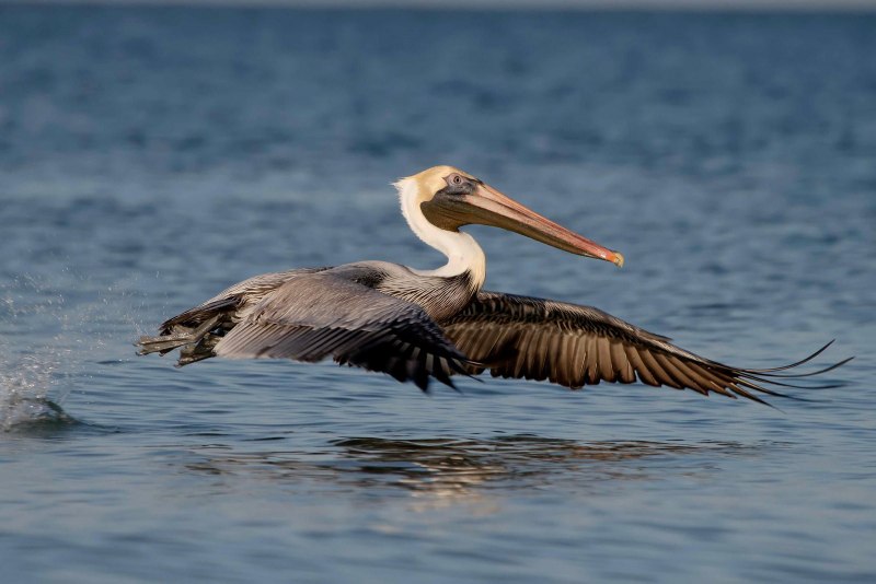 Brown Pelican - американский бурый Пеликан