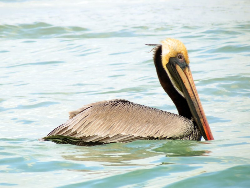 Pelecanus occidentalis