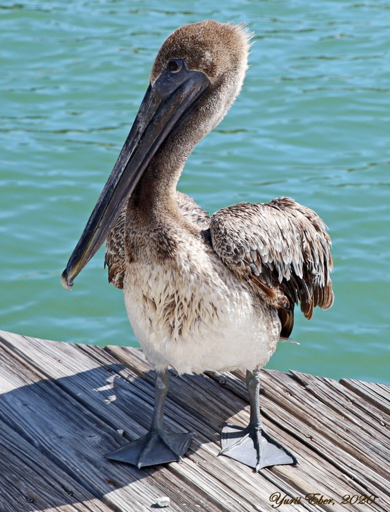 Brown Pelican - американский бурый Пеликан