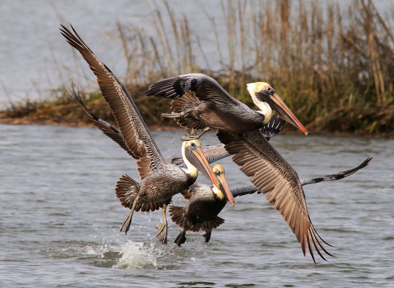 Американский бурый Пеликан Pelecanus occidentalis
