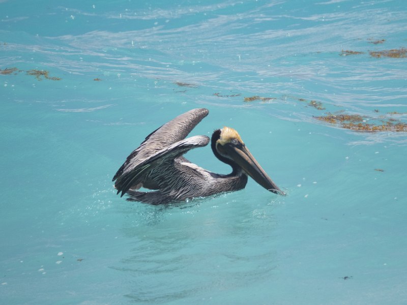 Pelecanus occidentalis