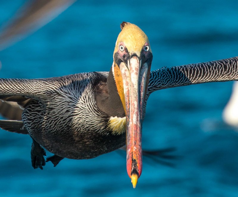 Pelecanus occidentalis