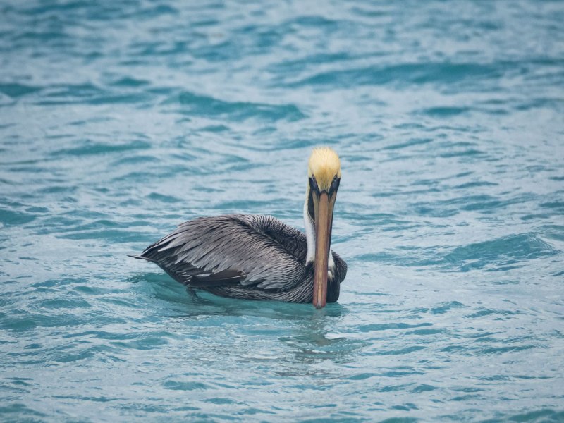 Brown Pelican - американский бурый Пеликан