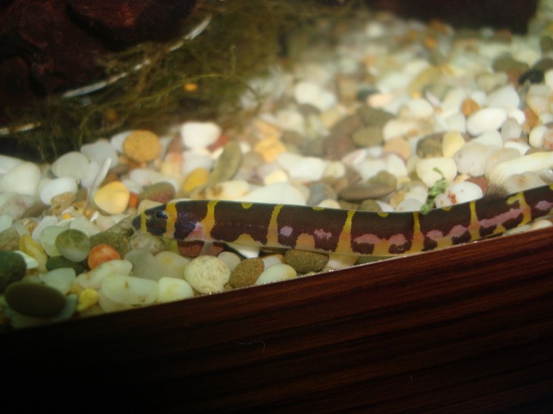 Kuhli Loach