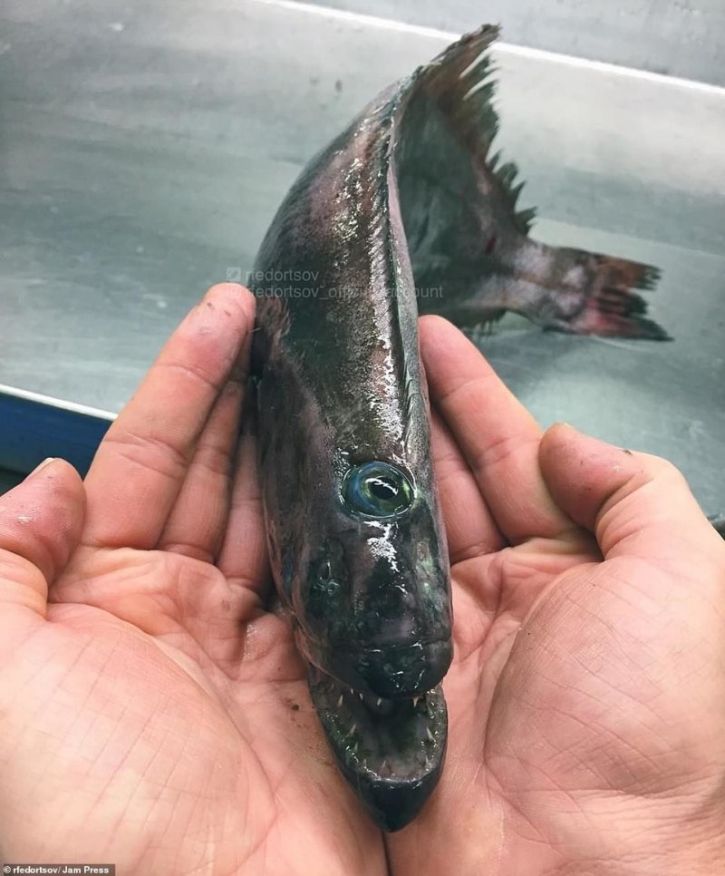 Карепрост рыба глубоководная (71 фото)