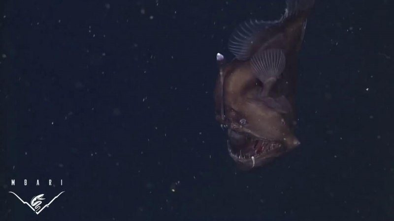 Морской чёрт удильщик рыбы
