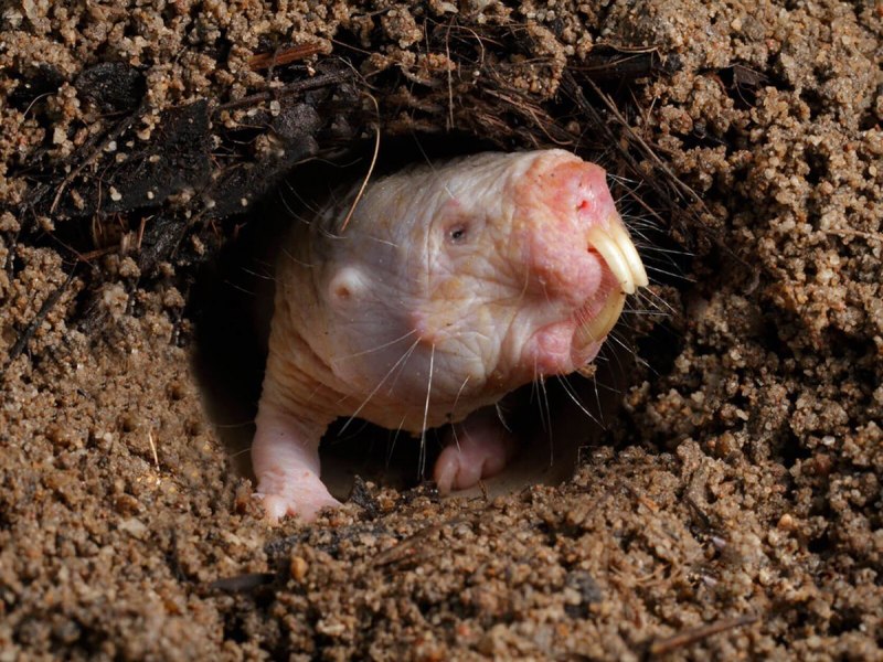 Голый землекоп (Heterocephalus Glaber)