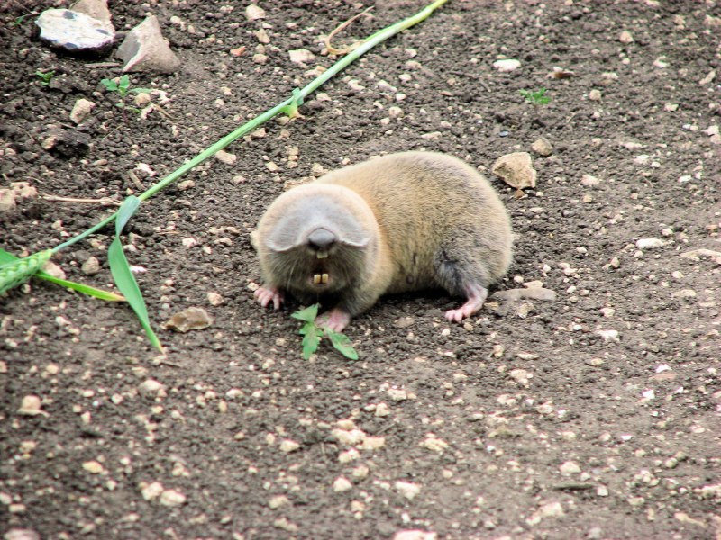 Голый землекоп (Heterocephalus Glaber)