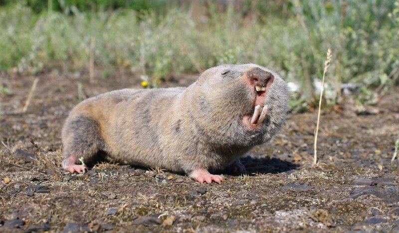 Голый землекоп (Heterocephalus Glaber)