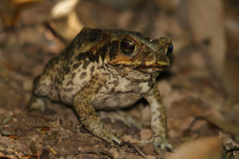 Жаба Bufo superciliaris