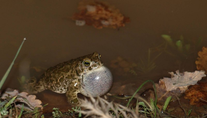 Rhaebo blombergi