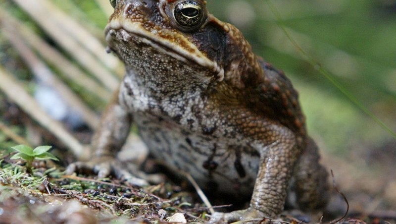 Тростниковая жаба (Bufo Marinus)