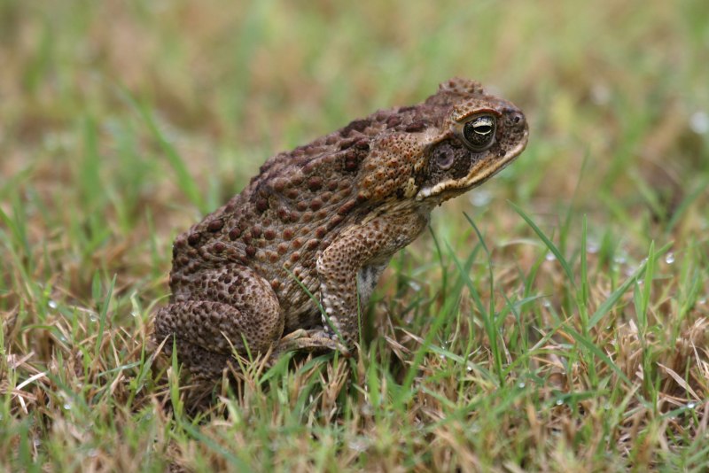 Жаба ага Bufo Marinus