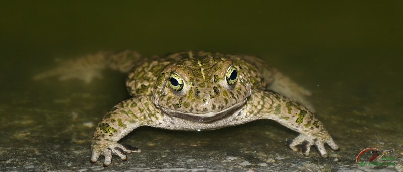 Scaly toad