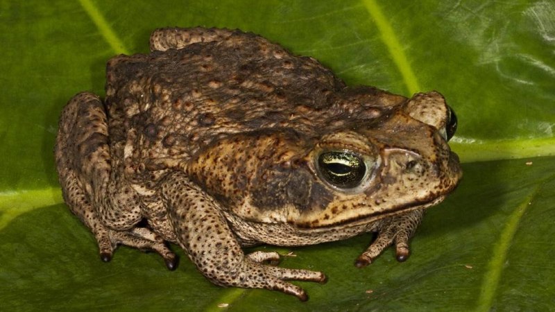 Жаба зелёная – Bufo viridis (Laurenti, 1768)