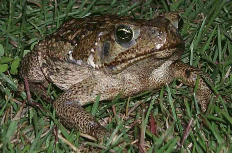 Жаба зелёная – Bufo viridis (Laurenti, 1768)